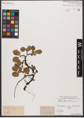 Foto von Salix reticulata L.